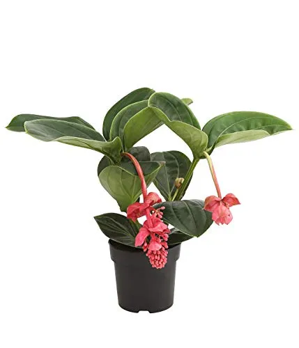 Dehner Medinille - Rosa Zimmerpflanze mit üppigen Blüten - Blumensamen & -pflanzen: Wunderschöne Medinille mit rosa-farbigen Blüten, ideal für hellen, warmen Standort. Pflegeleicht und bringt Farbe in Ihr Zuhause.
