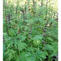 Sibirisches Herzgespann von Baumschule