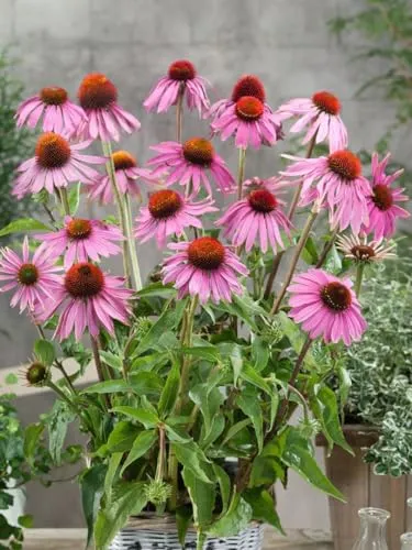 Echinacea purpurea 'Leuchtstern' 9x9 cm Topf – Winterhart, Mehrjährig, Pflegeleicht – Purpur-Sonnenhut – Staude für Beet & Garten