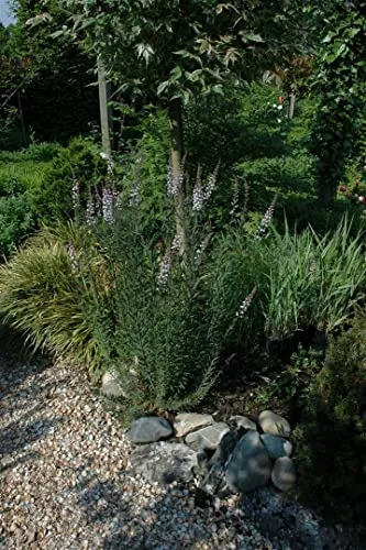 Linaria purpurea 9x9 cm Topf – Winterhart, Mehrjährig, Pflegeleicht – Purpur-Leinkraut – Staude für Beet & Steingarten