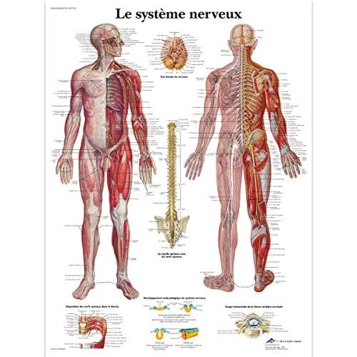 Poster & Bildende Kunst Rot von 3B Scientific