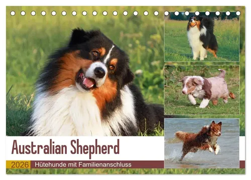 Barbara Mielewczyk | Australian Shepherd - Hütehunde mit Familienanschluss...