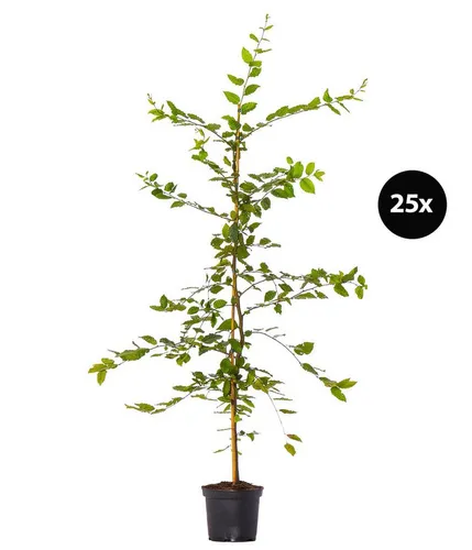 Dehner Hecken Hainbuche 6 Meter, 25 x 150-175 cm, je 5 l Topf - Wunderschöne Hainbuche für eine dichte Hecke! Frischgrün im Frühling, sattgrün im Sommer und strahlend goldgelb im Herbst – ideal für Sicht- und Windschutz. Pflegeleicht und frostfest, perfekt für jeden Garten!
