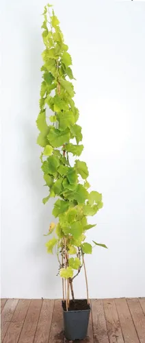 Vitis vinifera 'Lakemont' - Kernlose grüne Trauben für Ihren Garten - Obstsamen & -pflanzen: Süße, kernlose Trauben, ideal für Pergolen. Pflegeleicht, robust und winterhart bis -20 °C, perfekt für Frischverzehr und Weinherstellung.