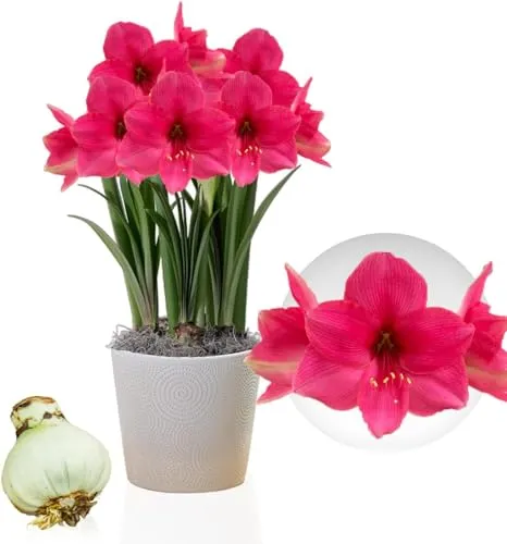Amaryllis Zwiebel Pink Surprise - 1 Blumenzwiebel in Großformat 26/30 - Exklusive Zwiebeln - Echte Pflanzen aus Holland - Hippeastrum (keine Samen, Wachs und nicht künstlich)