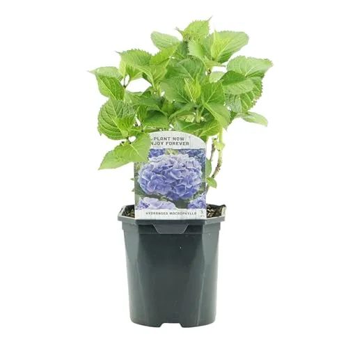 GreenboutiQ - Hortensie - Hydrangea macrophylla Blau - Blüte Blau - 1 Pflanze - Laubabwerfend - Wenig Pflege - Topf 17cm Höhe 30cm