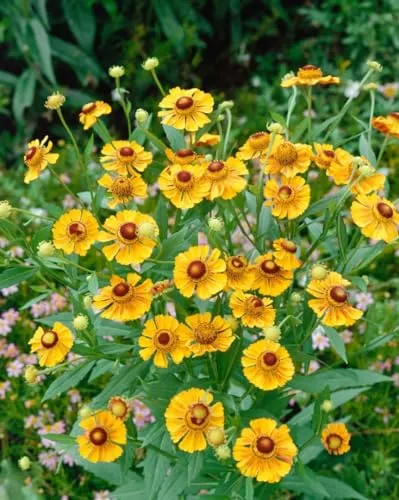 Helenium x cult. 'Goldrausch' 11x11 cm Topf – Winterhart, Mehrjährig, Pflegeleicht – Sonnenbraut – Staude für Beet & Rabatte