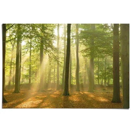 REINDERS Poster, Sunbeam Forest, Schlafzimmer, Poster, Wanddeko, Room Decor, Bilderdruckpapier, Grün, 61 x 91,5