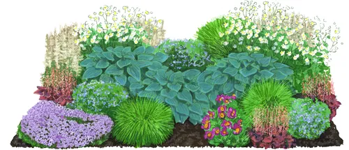 Dehner Bio Stauden-Set für Halbschatten-Beete - 24 mehrjährige Pflanzen - Vielfältiges Set aus 24 hochwertigen Gartenstauden für halbschattige Beete. Ideal zur Verschönerung Ihres Gartens mit langlebigen Pflanzen, die in verschiedenen Farben blühen.