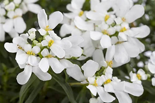Iberis sempervirens 'Appen-Etz' 9x9 cm Topf – Winterhart, Immergrün, Pflegeleicht – Schleifenblume – Bodendecker für Steingarten & Beet