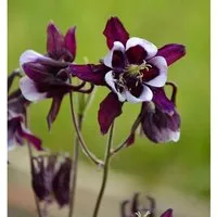 Produktbild Akelei William Guiness - Aquilegia vulgaris