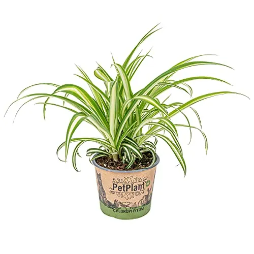 Bloomique - Chlorophytum Variegatum - Grünlilie - Zimmerpflanzen - Luftreinigend - Tierfreundlich - 20-30 cm Hoch - Topf 12 cm