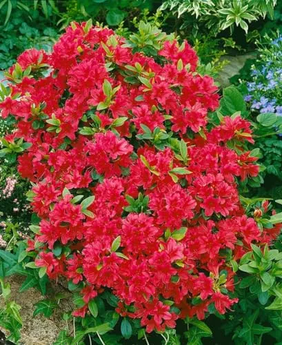 Rhododendron obtusum 'Geisha Red' 20-25 cm – Winterhart, Immergrün, Mehrjährig – Japanische Azalee – Zierstrauch für Kübel & Beet