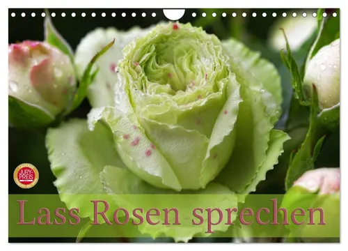 Lass Rosen sprechen (Wandkalender 2026 DIN A4 quer) - Hochwertiger Fotokalender mit 12 beeindruckenden Rosenmotiven. Robuste Spiralbindung und umweltfreundliches Papier sorgen für eine lange Lebensdauer. Ideal als Geschenk für Gartenliebhaber.