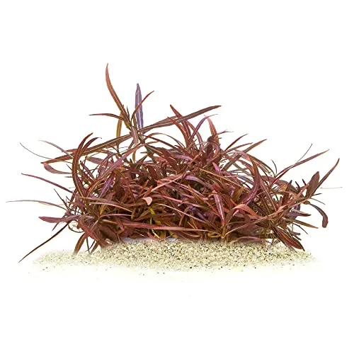 Hygrophila lancea 'Araguaia' - Araguaia Wasserfreund in vitro XL - 8,5cm Bechergröße - Mittelgrund Wasserpflanzen für Aquarien