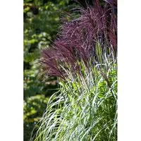 Miscanthus Sinensis Rotfeder - Chinaschilf mit eleganten Blüten - Gräser: Pflegeleichte, winterharte Pflanze mit rot getönten Blütenrispen und ideal für Sichtschutz, erreicht bis zu 150 cm Höhe.