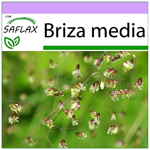 SAFLAX - Gräser-Bambus-Herz-Zittergras/Jungfernhaar - 75 Samen - Briza media