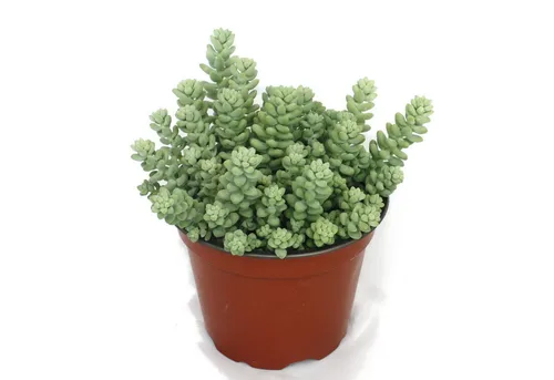Exotenherz Kaktus Sedum morganianum burritum