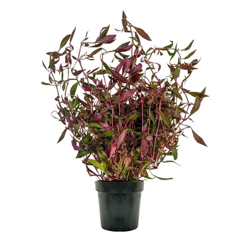 Aquaone Wasserpflanze Mutterpflanze Aquarium Pflanze Alternanthera rosaefolia Nr.323L XL