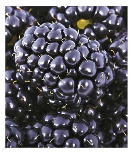 BALDUR Garten Brombeere 'Big Max XXL®',1 Pflanze, Früchte in EXTRA-Größe, Beerengarten, immergrün, pflegeleicht & selbstfruchtend, winterhart & mehrjährig