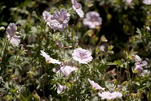 Geranium sanguineum var. striatum - Zartrosa Storchschnabel im Topf - Robuste Gartenstaude mit charmanten, hellrosafarbenen Blüten und attraktiven, tief gelappten Blättern. Ideal für den vorderen Beetrand, pflegeleicht und langlebig, blüht von Mai bis Juli.