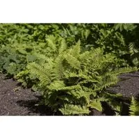 Polystichum Setiferum Filigranfarn 40–60 cm