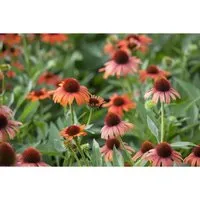 Echinacea Purpurea Roter Sonnenhut Ca. 9x9 cm Topf