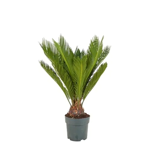 Bloomique Cycas Revoluta