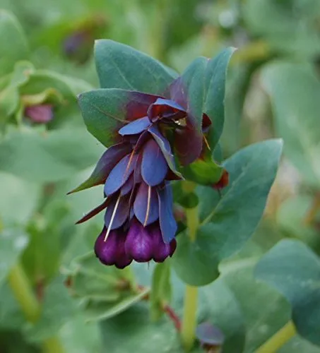 Wachsblume, Große violette - 20 Samen in blau von KräuMa