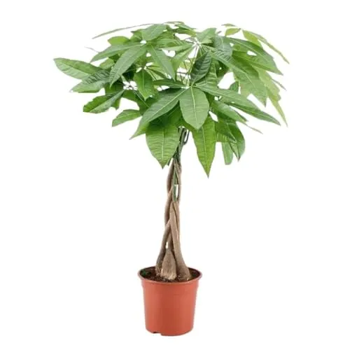 Plant in a Box - Pachira Aquatica - Geldbaum - Baumsamen & -pflanzen, symbolisiert Glück und Wohlstand mit großen, glänzenden Blättern und einem geflochtenen Stamm, sorgfältig verpackt für sicheren Versand.