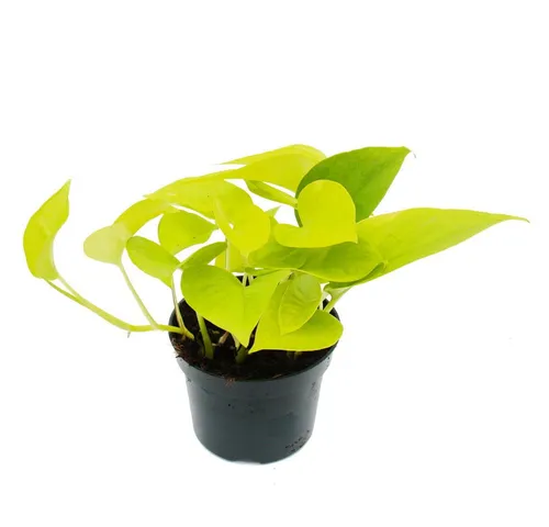 Exotenherz Zimmerpflanze gelb-grüne Efeutute Epipremnum Golden Pothos Scindapsus 12cm Topf
