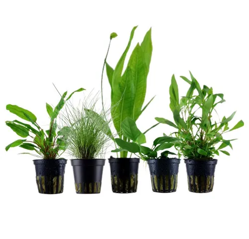 Aquaone Wasserpflanze Pflanzen Set mit 5 Einsteiger Wasserpflanzen Nr.104 - Wasserpflanzen Set mit 5 volldurchwurzelten Einsteigerpflanzen, ideal für Aquarienanfänger - sorgt für ein gesundes Aquarienklima und fördert das Wachstum von Fischen.