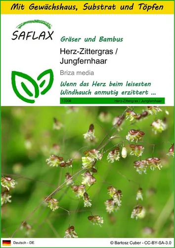 SAFLAX Blumensamen SAFLAX - Anzuchtset - Herz-Zittergras / Jungfernhaar