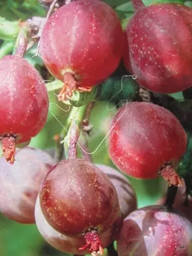 Hochstamm Ribes uva-crispa Captivator von Baumschule
