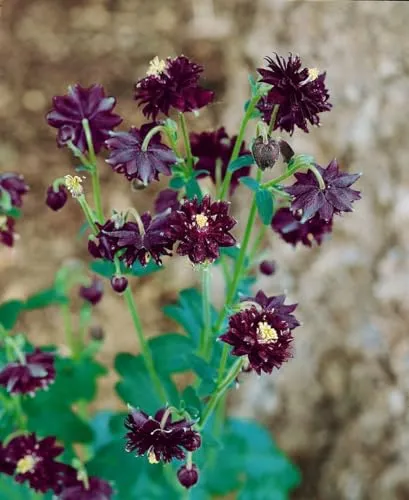 Aquilegia vulgaris 'Black Barlow' ca. 9x9 cm Topf - Akelei, dunkelviolette gefüllte Blüten, Blütezeit Mai-Juni, ideal für Rabatten, bienenfreundlich, pflegeleicht
