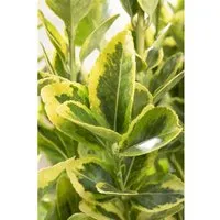 Euonymus Japonicus Microphyl.Aureovar. Gelbgrün Ca. 9x9 cm Topf