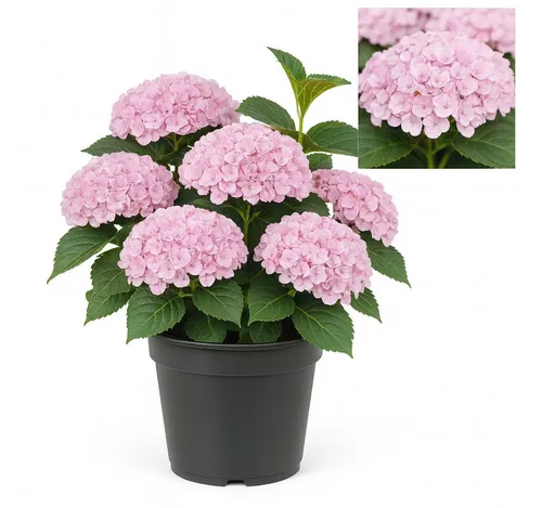 Exotenherz Beetpflanze Exotenherz - Hortensia - Hydrangea Magical Revolution Pink - 23cm Topf