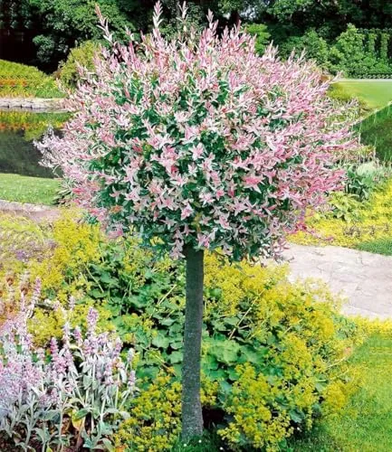 BALDUR Garten Salix-Stämmchen Hakuro Nishiki 2x im 3-Liter Containertopf - Zierstämmchen für den Garten, winterhart und pflegeleicht. Ideal für sonnige bis halbschattige Standorte. Wuchshöhe ca. 100 cm, perfekt für Einzelstellungen.