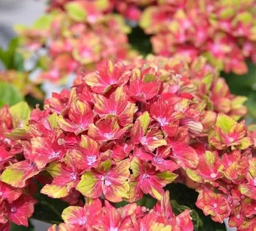 Bauern-Hortensie `Schloss Wackerbarth´, Hydrangea macrophylla, 30-60cm im 3L-Topf
