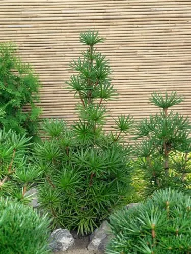 Sciadopitys verticillata 'Sternschnuppe' - Japanische Schirmtanne 30-40 cm - Baumsamen & -pflanzen, immergrün und pflegeleicht, ideal für Kübel und Gärten, winterhart bis -20 °C, perfekter Hingucker für asiatische Gartenstile.