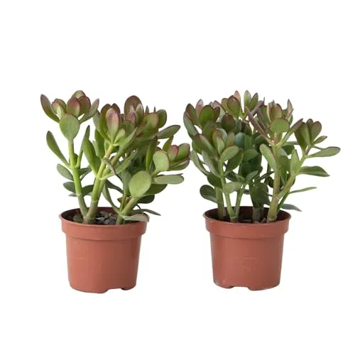 Plant in a Box - Jade-Pflanze - 2er Set - Crassula ovata - Höhe 15-25cm - ø12cm - Sukkulente - Grün