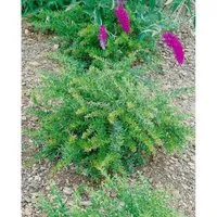 Produktbild Berberis Frikartii Amstelveen Berberitze Immergrün 25–30 cm