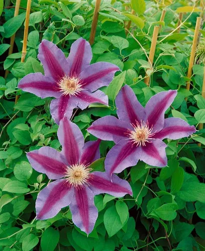 Pflanzen für Dich Kletterpflanze Clematis Hybride 'Tudor' in lila von Pflanzen für Dich