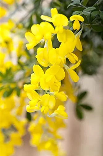Cytisus scoparius 'Gelber Funke' – Pflegeleichter Zierstrauch für Garten & Beet - Der Besenginster 'Gelber Funke' überzeugt mit leuchtend gelben Blüten und buschigem Wuchs. Ideal für Beete, Steingärten und Kübel. Robust und anspruchslos, bringt er Farbe in jeden Garten und zieht Bienen an.