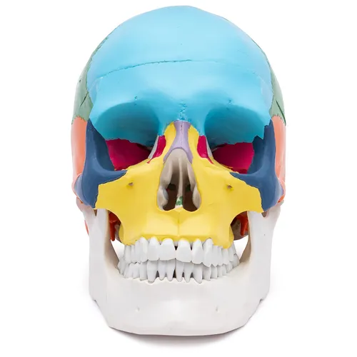 Schädel Anatomie Modell lebensgroß 3 teilig didaktisch gefärbt
