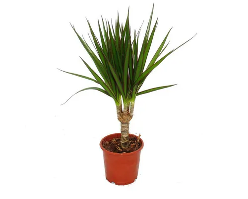 Exotenherz Zimmerpflanze Drachenbaum Dracaena marginata 3 Pflanze pflegeleichte Zimmerpflanze