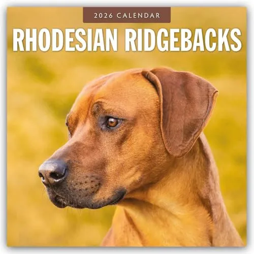 Rhodesian Ridgebacks – Rhodesian Ridgeback 2026 – 16-Monatskalender: Original Red Robin Publishing Ltd-Kalender [Mehrsprachig] [Kalender] (Wall-Kalender)