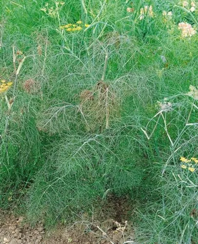Foeniculum vulgare 'Atropurpureum' 9x9 cm Topf – Winterhart, Mehrjährig, Pflegeleicht – Bronze-Fenchel – Kräuterpflanze für Beet & Topf