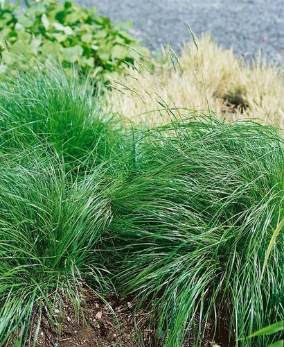 Pflanzen für Dich Gräser Sporobolus heterolepis, 1 St., Präriegras, Tautropfengras, duftgras, herbstfärbung orange