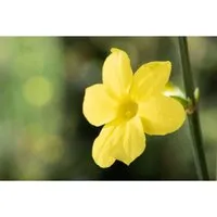 Jasminum Nudiflorum Winterjasmin Gelb 40–60 cm